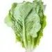 Fresh Romaine Lettuce Isolated On White