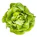 Top View Of Fresh Butterhead Lettuce Isolated