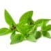 Thai Basil Isolated On White Background