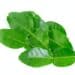 Kaffir Lime Leaves