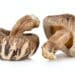 Shiitake Mushroom