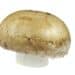 Button Mushroom