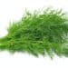 Dill