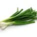 Green Onion, Spring Onion
