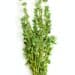 Thyme Herb