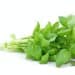Green Basil