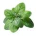 Oregano (Origanum Vulgare) Leaves
