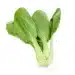Bok Choy Vegetable On White Background