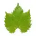 Grape Leaf Isolated On White Background