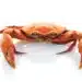 Crab