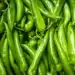 Raw Green Organic Serrano Peppers. Green Chili Peppers