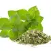 Mint Fresh And Dried