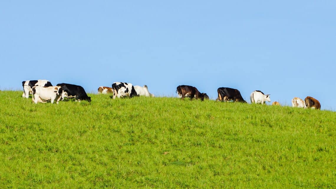 Sustainable And Ethical Mince Choices - A Guide For Eco-Conscious Consumers 1 Cows On Grassy Hill