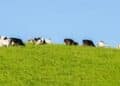 Cows On Grassy Hill