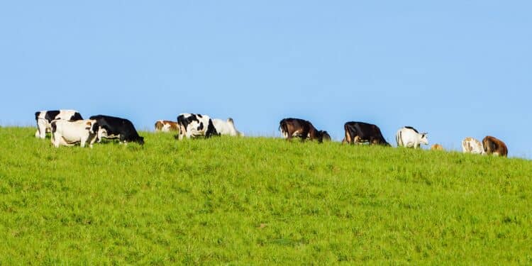 Cows On Grassy Hill