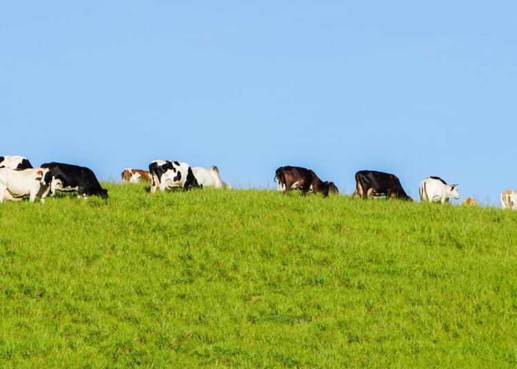 Cows On Grassy Hill